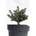 Ялина колюча Біалобок Picea pungens Bialobok h25