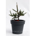 Ялина звичайна 'Акрокон', Picea abies 'Acrocona'/h25-30