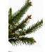 Ялина звичайна 'Акрокон', Picea abies 'Acrocona'/h25-30