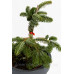 Ялиця кавказька нордмана Ауреа Abies nordmanniana Aurea/h30-40