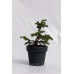 Ялиця кавказька нордмана Ауреа Abies nordmanniana Aurea/h30-40