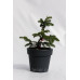 Ялиця кавказька нордмана Ауреа Abies nordmanniana Aurea/h30-40