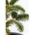 Ялиця кавказька нордмана Ауреа Abies nordmanniana Aurea/h30-40