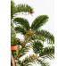 Ялиця кавказька нордмана Ауреа Abies nordmanniana Aurea/h30-40