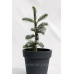 Ялиця одноколірна Вінтерголд  (Abies concolor Wintergold)/h30-40