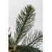 Ялиця одноколірна Вінтерголд  (Abies concolor Wintergold)/h30-40