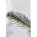Ялиця одноколірна Вінтерголд  (Abies concolor Wintergold)/h30-40