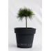 Сосна Веймутовая Грег, Pinus strobus Greg/h20