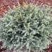 Cedrus deod Blue Globe  Кедр гімалайський 
