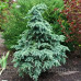 Cedrus Deod Divinili Blue Кедр гімалайський 