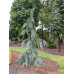 Cedrus deod Eisregen Кедр гімалайський 