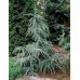 Cedrus deodara Karl Fuchs   Кедр гімалайський 