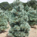 Сосна м'яка 'Цесаріні Блю' (Pinus flexilis 'Cesarinii Blue')h30-40