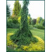 Ялина звичайна 'Інверса' (Picea abies 'Inversa') h40-50