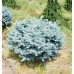 Ялина колюча 'Глаука Глобоза' (Picea pungens 'Glauca Globosa') h25-30