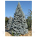 Ялина колюча 'Хупсі' (Picea pungens 'Hoopsii')h 30-40