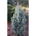 Ялина колюча 'Ізелі Фастігіата' (Picea pungens 'Iseli Fastigiate') h 60-70