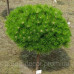 Сосна низька Лоу Глоу (Pinus low glow) ра 90см