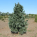 Сосна м’яка 'Вандерволфс Пірамідаліс' (Pinus flexilis 'Vanderwolf's Pyramidalis') h 100-125