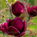 Магнолія Чорний Тюльпан Black Tulip  / h 170-200