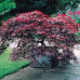 Клен пальмолистий 'Гарнет' Ра Acer palmatum 'Garnet' (Pa)  50-70/40-55 С5