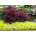 Клен пальмолистий 'Інаба-шидаре' (Acer palmatum 'Inaba-shidare') 45-75/40-60 С5