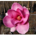 Магнолія 'Cleopatra'  ( Magnolia 'Cleopatra' ) — 80-110, C5/C7,5