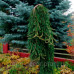 Ялина звичайна 'Інверса' (Picea abies 'Inversa') 30-50 С5