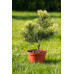 Сосна гірська 'Саншайн' (Pinus mugo 'Sunshine') 20-30 С5