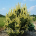 Сосна звичайна 'Бялогон' (Pinus sylvestris 'Białogon') 40-60 С7,5