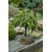 Ялина звичайна 'Форманек' РА  (Picea abies 'Formanek') 100-115/15-30 С5