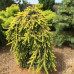 Ялина звичайна 'Голд Дріфт' (Picea abies 'Gold Drift')  pa 135-170/25-40 С5