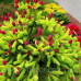 Ялина звичайна 'Pusch' (Picea abies 'Pusch') РА 90-105/10-20 С5/C7,5