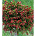 Ялина звичайна 'Ридал' (Picea abies 'Rydal')  ра 110-120/10-20 С5