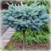 Ялина колюча 'Glauca Compacta' ра (Picea pungens 'Glauca Compacta') 100-115/25-30 С5/C7,5