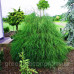 Кипарисовик Лавсона 'Drooping Solo' ра  (Chamaecyparis lawsoniana 'Drooping Solo') 95-105/35-45 С7,5