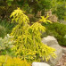 Ялина звичайна 'Gold Finch'  ра (Picea abies 'Gold Finch') 105-115/25-30 С5/C7,5