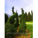 Ялина сербська 'Pendula Bruns' ра (Picea omorika 'Pendula Bruns') 100-115/20-30 С5