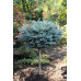Ялина колюча 'Glauca Globosa' ра (Picea pungens 'Glauca Globosa') 100-115/15-30 С5/C7,5
