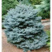 Ялина колюча 'Montgomery' (Picea pungens 'Montgomery') 15-30 С5