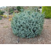 Ялина ситхінська 'Silberzwerg' (Picea sitchensis 'Silberzwerg') 15-25 С5