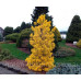 Сосна 'Chief Joseph' (Pinus contorta 'Chief Joseph') 30-50 C5/C7,5