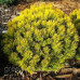 Сосна гірська 'Starkl' (Pinus mugo 'Starkl') 20-30 С5