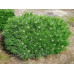 Сосна чорна 'Agnes Bregeon' (Pinus nigra 'Agnes Bregeon') 20-30 С5