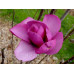 Магнолія 'Livingstone' (Magnolia 'Livingstone') 190-250 С7,5