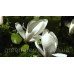 Магнолія Суланжа 'Brozzoni' (Magnolia soulangeana 'Brozzoni') 60-100 C3