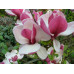 Магнолія Суланжа 'Pickard's Ruby' (Magnolia soulangeana 'Pickard's Ruby') 70-110 C5