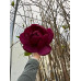 Магнолія 'Black Tulip' PBR (Magnolia 'Black Tulip' PBR) — 180-220, C15