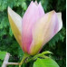 Магнолія brooklynensis 'Eva Maria' (Magnolia brooklynensis 'Eva Maria') — 65-100, C5/C7,5