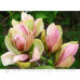 Магнолія brooklynensis 'Woodsman' (Magnolia brooklynensis 'Woodsman') — 70-100, C5